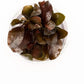 Ultum Nature Systems Live Tissue Culture - Echinodorus 'Reni' (Echinodorus reni) - Easy - Medium to High Light - Red and Green Accent - Midground - 100% Snail Free Grown in-Vitro - Small Cup
