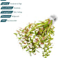 Live Plants – Mini Rice Paddy Herb (Limnophila aromatica) – Medium to High Light, Green to Reddish-Purple, Midground Accent – Lead Bunch, 1 Pack