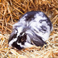 Blue Mountain Hay | Fresh Timothy Hay (40 Ounce) | Great for All Ages | High-Altitude Hay Pet Food for Rabbits, Guinea Pigs, Chinchillas, Hamsters, and Other Small Pets