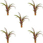 Air Plants - Tillandsia Red Capitata, Large 5-7” - 5 ct - Live Arrival Guaranteed - House Plants for Home Decor & Gift