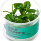 Ultum Nature Systems Anubias Heterophylla Tissue Culture Live Plant for Aquarium, Aquascape, Freshwater Fish Tanks - 100% Snail Free in Vitro