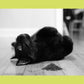 Catnip, All Natural Premium Catnip (8 oz Thick Cut)