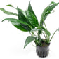 Anubias Live Aquarium Plants - Potted Freshwater Plant for Fish Tanks, Terrariums - Beginner Friendly Low Light (Lanceolata, 1 Pot)