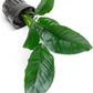 Anubias Live Aquarium Plants - Potted Freshwater Plant for Fish Tanks, Terrariums - Beginner Friendly Low Light (Heterophylla, 1 Pot)