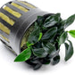 Anubias Live Aquarium Plants - Potted Freshwater Plant for Fish Tanks, Terrariums - Beginner Friendly Low Light (Jungle Star, 1 Pot)