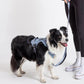 2025 New Edition, Fei & Eve MagEase Dog Harness - 3-Second Magnetic Buckles | 3-Point No-Pull Control | Heavy-Duty 900D Nylon | Dual Safety Handles | Breathable Mesh | Adjustable Fit |Small, Blue