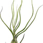Live Air Plants - Tillandsia Butzii, Jumbo 7-9" - 2ct - Live Arrival Guaranteed - House Plants for Home Decor & Gift