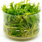 Ultum Nature Systems Echinodorus Magdalenensis Sword Tissue Culture Live Plant for Aquarium, Freshwater Fish Tank, Aquascaping - 100% Snail Free in Vitro