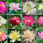 10 Sacred Lotus Seeds for Planting in Water Mixed Flower Color Pink Red White Yellow Multicolor Aquatic Nelumbo nucifera Bonsai Bowl Lotus Seed Ponds Water Feature Gardens Water Lily (10, Lotus Seed)