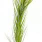 Air Plants - Tillandsia Funckiana Hybrid, Large 5-7" - 3ct - Live Arrival Guaranteed - House Plants for Home Decor & Gift