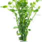 Live Aquarium Stem Plants - Freshwater Aquatic Plant for Fish Tanks, Aquascaping - (Bacopa Monnieri Moneywort, 1 Bunch)
