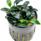 Anubias Live Aquarium Plants - Potted Freshwater Plant for Fish Tanks, Terrariums - Beginner Friendly Low Light (Jungle Star, 1 Pot)
