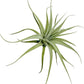 Live Air Plants - Tillandsia Albida 3-5" - 2ct – ragnaroc Live Indoor Plant - Live Arrival Guaranteed - House Plants for Home Decor & Gift