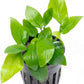 Anubias Live Aquarium Plants - Potted Freshwater Plant for Fish Tanks, Terrariums - Beginner Friendly Low Light (Nana Golden, 5 Pots)