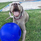 Jolly Pets Teaser Ball Dog Toy, Extra Large/10 Inches, Blue (1510 BL)