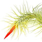 Air Plants - Tillandsia Funckiana Hybrid, Large 5-7" - 2ct - Live Arrival Guaranteed - House Plants for Home Decor & Gift