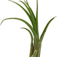 Live Air Plant – Tillandsia Capiput, Jumbo 6-9” - 1ct - Live Arrival Guaranteed - House Plants for Home Decor & Gift