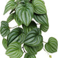 Reptile Plants for Terrarium, Amphibian Habitat Decor Artificial Hanging Plants with Suction Cup - Fake Calathea Orbifolia