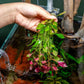 Live Plants – Ludwigia Ovalis – Moderate to High Light, Green to Orange, Midground Accent – Lead Bunch, 4 Pack