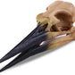 Fish Cave Hideout Ornament Décor for Terrarium Dinosaur Animal Skull Aquarium Large Decorations Betta Tarantula Reptile Snake Decor Bones Halloween