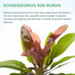 Live Plants - Echinodorus ‘Red Rubin’ (Echinodorus sp.) - Medium to High Light, Red Green, Midground to Background, Freshwater Aquascaping Aquatic Plant - Pot