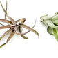 Air Plants - Tillandsia Capitata (Peach), Large 5-7” - 2 ct - Live Arrival Guaranteed - House Plants for Home Decor & Gift