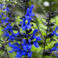 Black and Blue Salvia Guaranitica – Live Perennial Plant 3" Pot – Hummingbirds