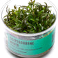 Ultum Nature Systems Cryptocoryne Mioya Tissue Culture Live Plant for Aquarium, Aquascape, Freshwater Fish Tanks - 100% Snail Free in Vitro