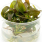 Ultum Nature Systems Echinodorus Rose Sword Tissue Culture Live Plant for Aquarium, Freshwater Fish Tank, Aquascaping - 100% Snail Free in Vitro