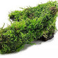 Live Aquarium Plants on Driftwood, Lava Rock, Moss Mat - Freshwater Fish Tank Plants (Christmas Moss, Driftwood (Medium))