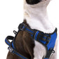 PUPTECK No Pull Dog Harness Small Sized, Adjustable Reflective Dog Harness with Handle Easy Control, Comfortable Soft Padded Pet Vest Harness for Small Dogs, Blue S