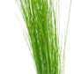 Live Aquarium Stem Plants - Freshwater Aquatic Plant for Fish Tanks, Aquascaping - (Eleocharis Vivipara, 1 Bunch)