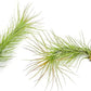 Air Plants - Tillandsia Funckiana, Large 5" - 1ct - Live Arrival Guaranteed - House Plants for Home Decor & Gift