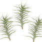 Live Air Plants - Tillandsia Albida 7-12" - 3ct – ragnaroc Live Indoor Plant - Live Arrival Guaranteed - House Plants for Home Decor & Gift