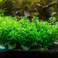 Live Aquarium Stem Plants - Freshwater Aquatic Plant for Fish Tanks, Aquascaping - (Pearl Weed Hemianthus Micranthemoides, 1 Bunch)