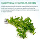 Live Plant - Ludwigia Inclinata 'Green' - Moderate Care, High Light, Bright Green Accent, Freshwater Aquatic Plant for Aquascaping - Lead Bunch