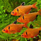 Aquatic Foods Inc. Tropical Fish Flakes, Mix of Krill, Color Enhancing, Spirulina Flakes for Cichlids, Angels, Tetras, Guppies, All Tropical Fish...WL…2-lbs Poly Bag