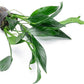 Anubias Live Aquarium Plants - Potted Freshwater Plant for Fish Tanks, Terrariums - Beginner Friendly Low Light (Lanceolata, 1 Pot)