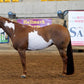 Horse Tail Extensions with Braided Horsehair Loop, Blunt Cut Bottom, 34-36 inches Long and 1 lb Weight (Dark Sorrel)