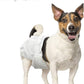 Paw Inspired Disposable Dog Diapers | Female Dog Diapers Ultra Protection | Diapers for Dogs in Heat, Excitable Urination, or Incontinence (144 Count, Medium)