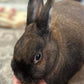 Sherwood Pet Health Adult Rabbit Food Timothy Hay Free-Choice 10lbs Hay-Based, Grain and Soy-Free for Better Digestion