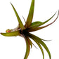 Air Plants - Tillandsia Red Capitata, Large 5-7” - 2 ct - Live Arrival Guaranteed - House Plants for Home Decor & Gift