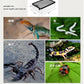 Reptile Feeding Box Snake cage Clear Terrarium for Snake Geckos Frog Lizards Chameleons Serpents Snake Scorpion Snail Insect Hermit Crab Isopods Reptiles Enclosure (12.6x8.6x3.9inch)