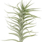 Live Air Plants - Tillandsia Albida 7-12" - 2ct – ragnaroc Live Indoor Plant - Live Arrival Guaranteed - House Plants for Home Decor & Gift