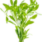 Live Aquarium Stem Plants - Freshwater Aquatic Plant for Fish Tanks, Aquascaping - (Limnophila Belem, 1 Bunch)