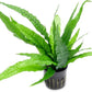 Java Fern Live Aquarium Plants - Potted Freshwater Plant for Fish Tanks - Beginner Friendly, Low Light (Java Fern, 5 Pots)