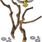 kathson Natural Parrot Perch Bird Stand Pole Wild Grape Stick Paw Grinding Fork Parakeet Climbing Standing Branches Toy Chewable Cage Accessories for Small Budgies Cockatiels Lovebirds 3PCS