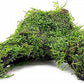 Live Aquarium Plants on Driftwood, Lava Rock, Moss Mat - Freshwater Fish Tank Plants (Christmas Moss, Driftwood (Medium))
