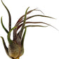 Air Plants - Tillandsia Pruinosa, Large 3-5" - 1ct - Live Arrival Guaranteed - House Plants for Home Decor & Gift