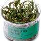 Ultum Nature Systems Cryptocoryne Axelrodi Tissue Culture Live Plant for Aquarium, Aquascaping, Freshwater Fish Tanks - 100% Snail Free in Vitro